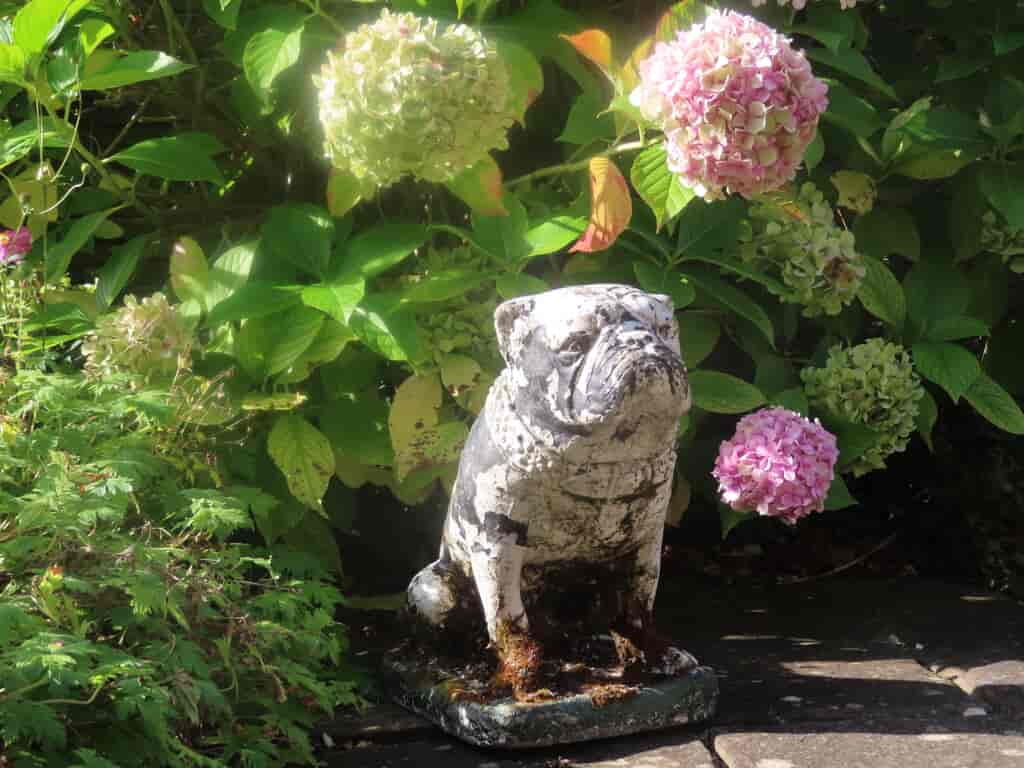 bulldog-statue-in-a-garden